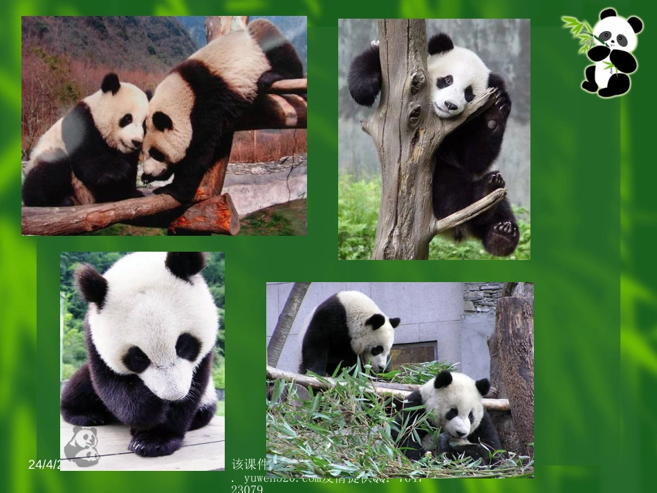 苏教版七年级下册《国宝——大熊猫》PPT课件[共14页]_第3页