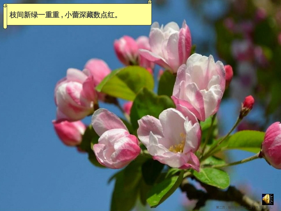 第四课  工笔花卉_第2页