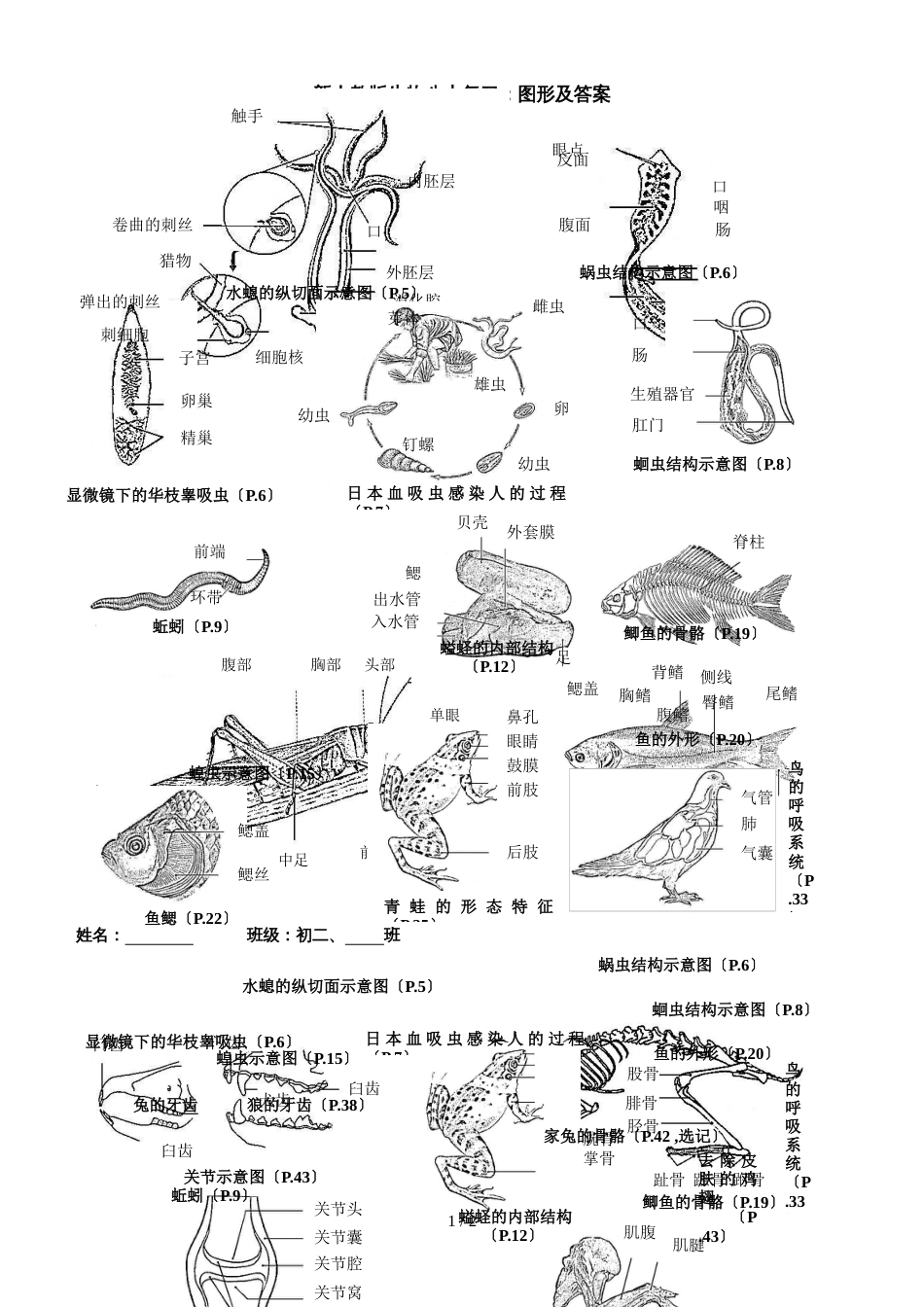 人教版八年级生物上册图形类复习（答案不全）_第1页