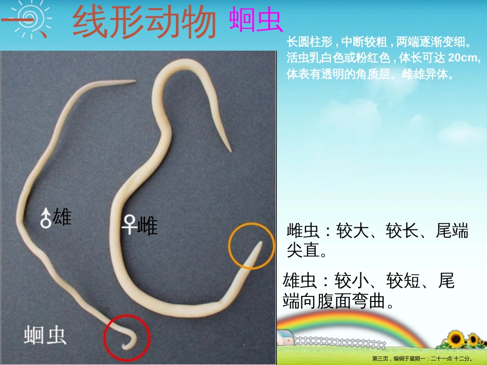 第五单元第一章第二节线行动物和环节动物课件 (共36张PPT)_第3页