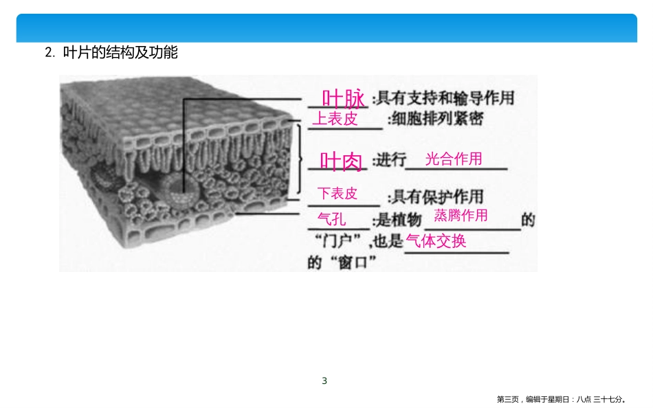 第三章　绿色植物与生物圈的水循环_第3页