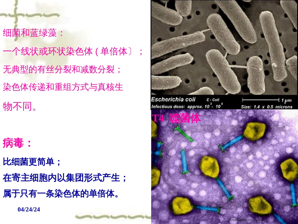 第十章  细菌和病毒的遗传 (共88张PPT)_第2页