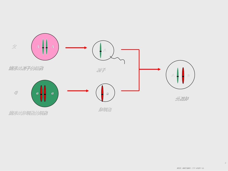 第三节基因的显性和隐性_第3页