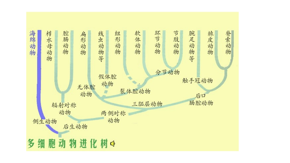 (2)--1脊索动物门脊椎动物学_第2页