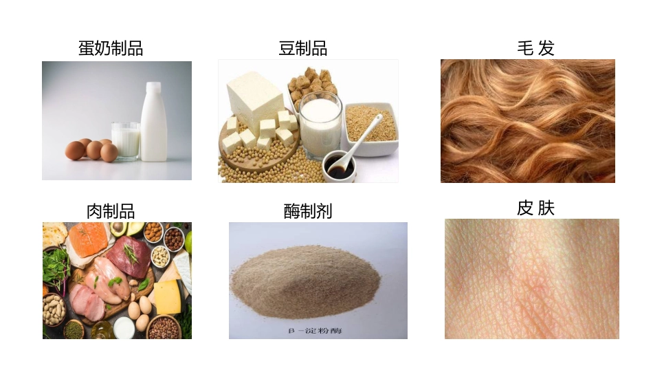 (3.2.1)--1.1 蛋白质概述基础生物化学_第3页