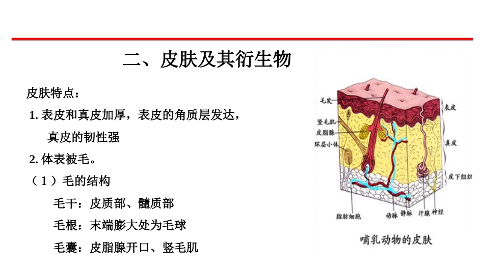 (5)--2-哺乳类的外形及皮肤_第2页