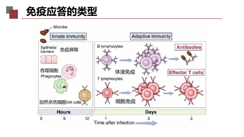 (6)--1-6免疫力大作战1_第2页