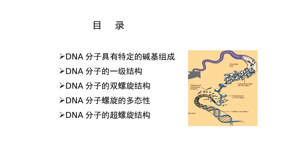(6.2.2)--4.2 DNA的结构基础生物化学_第2页