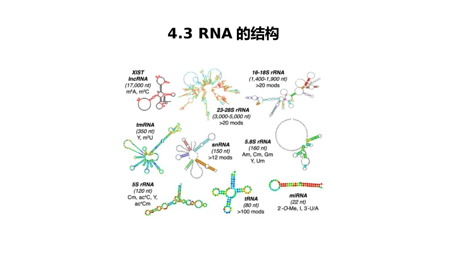 (6.2.3)--4.3 RNA的结构基础生物化学_第1页