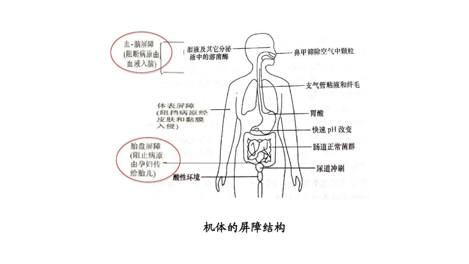 (7)--1-7免疫力大作战2_第2页