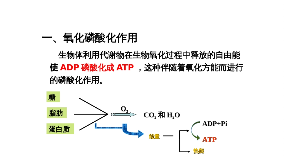 (7.2.4)--5.4 氧化磷酸化作用_第3页
