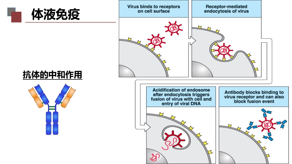 (8)--1-8免疫力大作战3_第3页