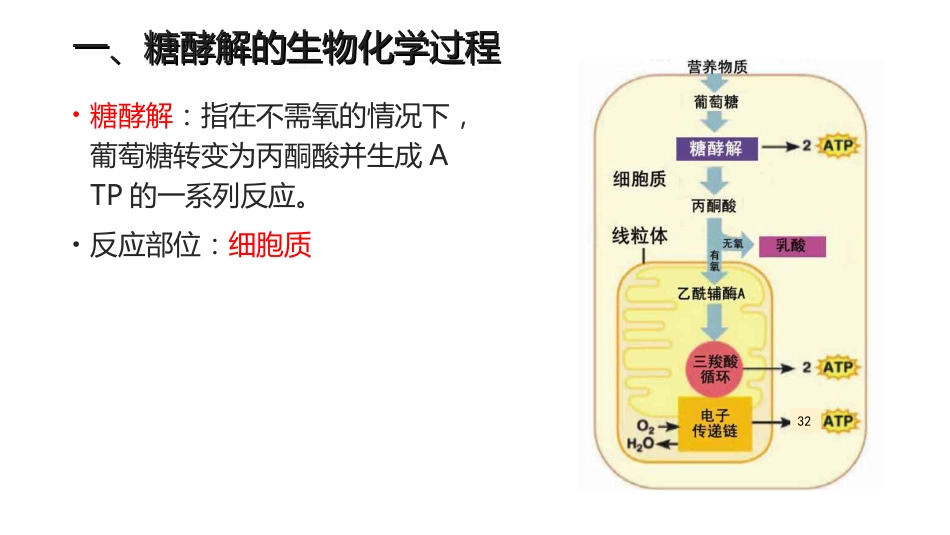 (8.2.2)--6.2糖酵解基础生物化学_第3页