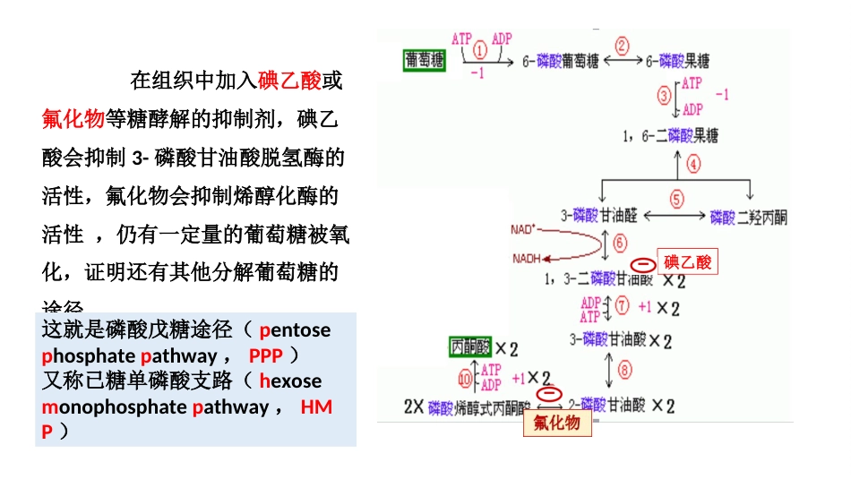 (8.2.4)--6.4磷酸戊糖途径_第2页