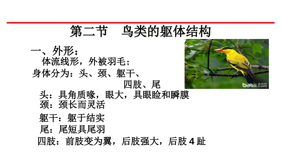 (9)--2（1、2）鸟类的外形和皮肤_第2页