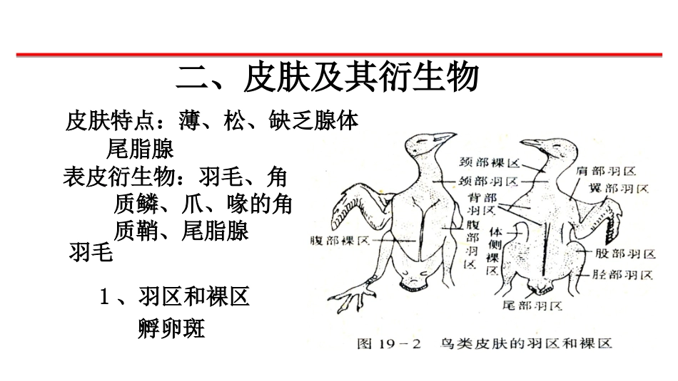 (9)--2（1、2）鸟类的外形和皮肤_第3页