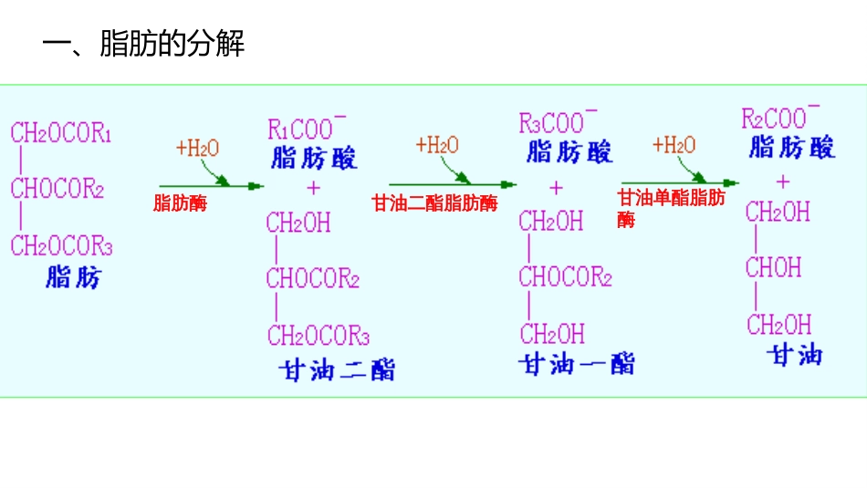 (9.2.1)--7.1 脂肪的分解代谢_第3页