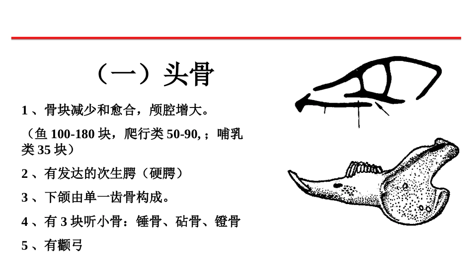 (10)--3-哺乳类的骨骼和肌肉_第3页