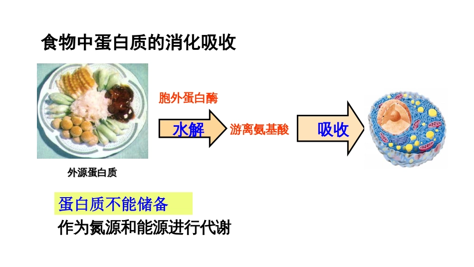 (10.2.1)--8.1蛋白质的酶促降解_第2页