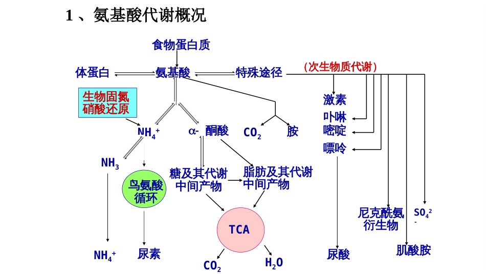 (10.2.2)--8.2氨基酸的降解与转化_第3页