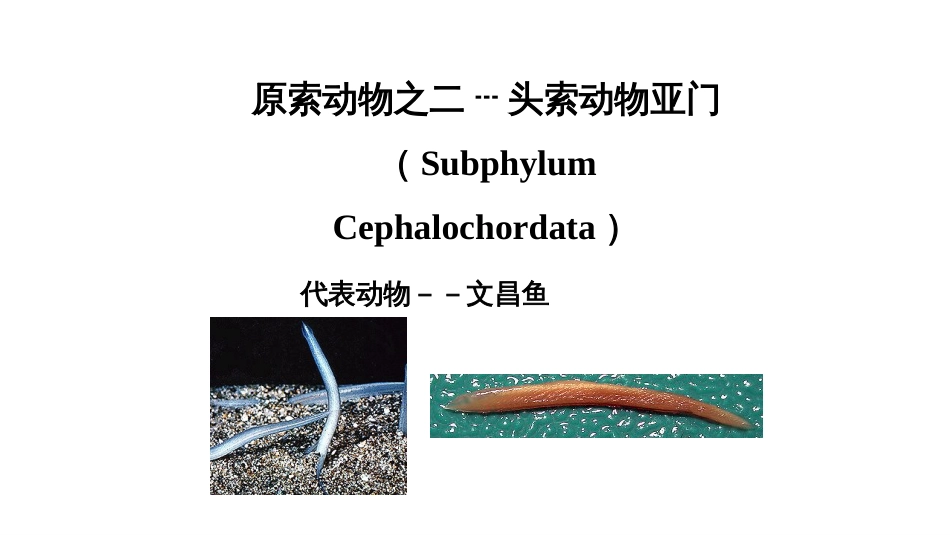 (11)--3头索动物亚门脊椎动物学_第2页