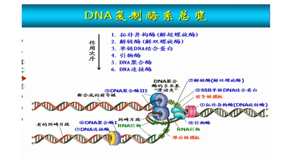 (12.2.2)--10.2DNA复制所需的酶及相关蛋白_第2页