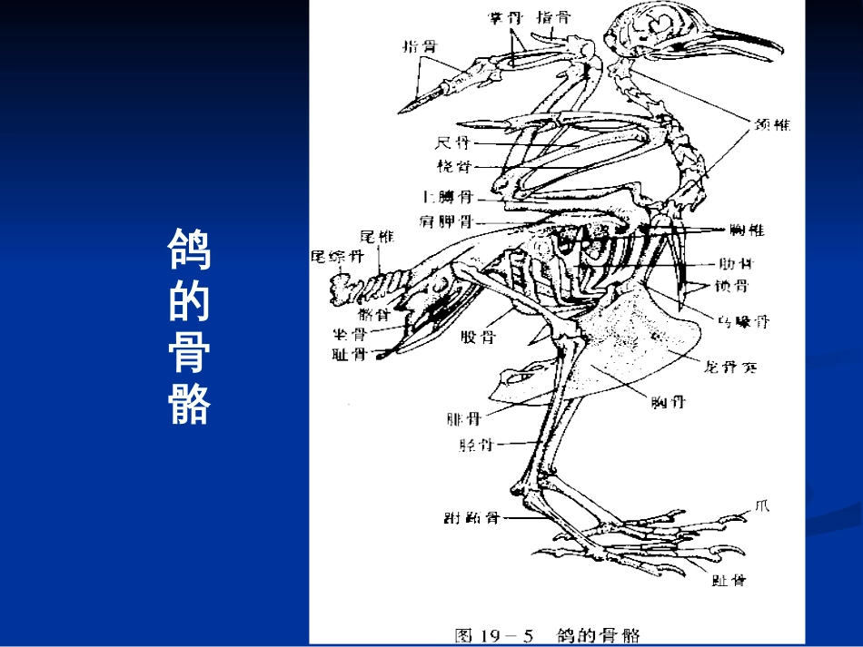 (14)--3鸟类骨骼系统_第2页