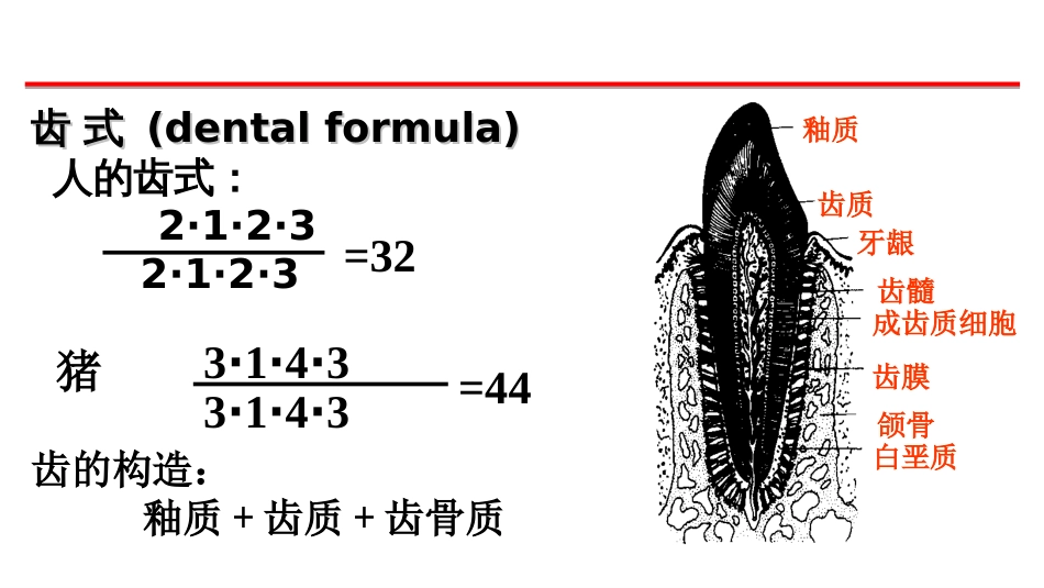 (15)--4-哺乳类的消化系统_第2页