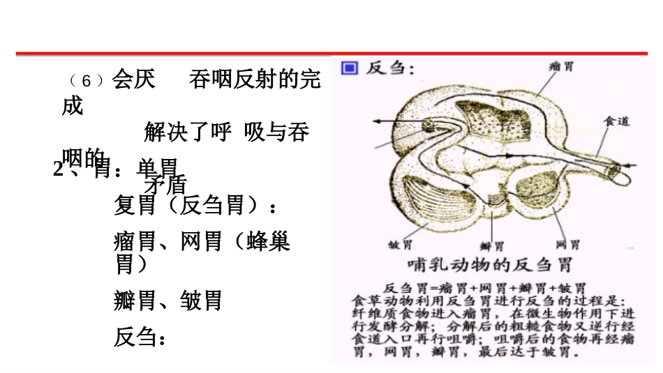 (15)--4-哺乳类的消化系统_第3页