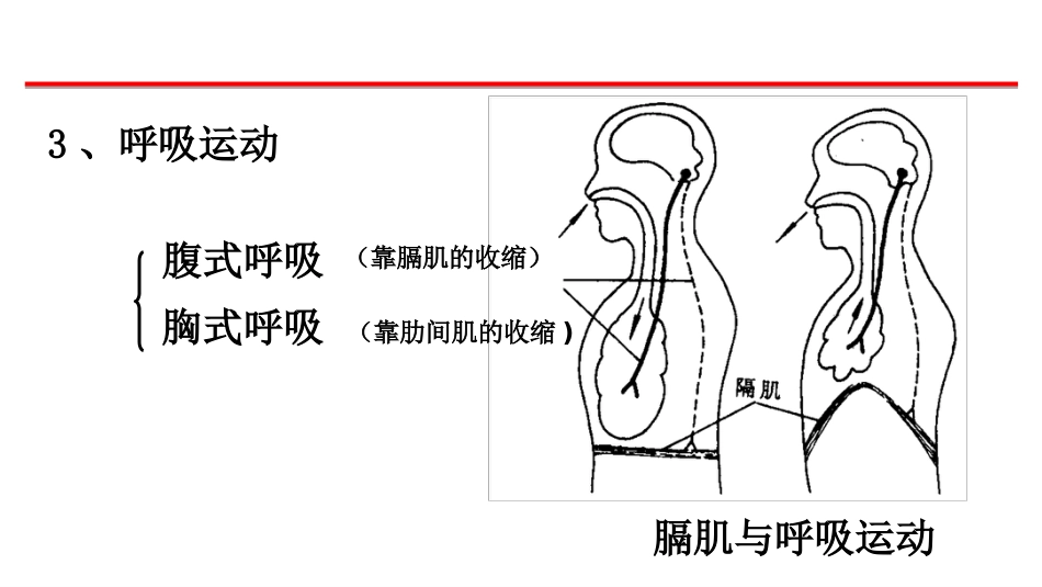 (18)--5-哺乳类呼吸、循环、排泄_第3页