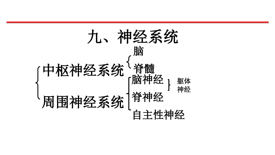 (20)--6-哺乳类神经系统、生殖系统_第1页