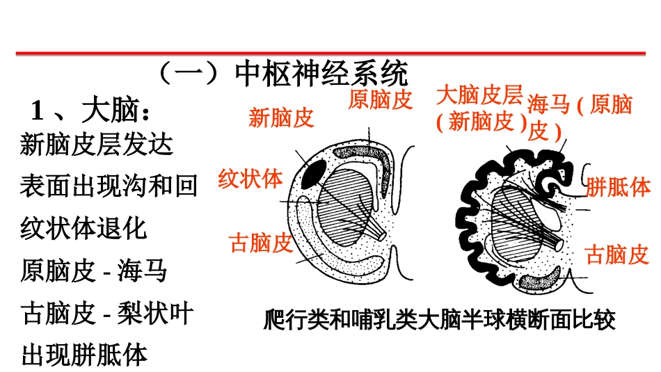 (20)--6-哺乳类神经系统、生殖系统_第2页