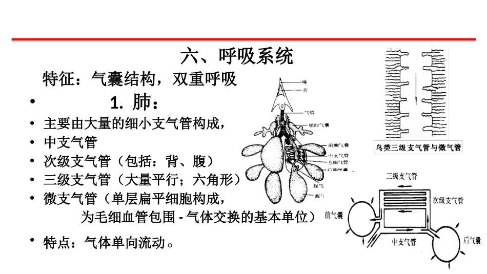 (22)--6、7鸟类的呼吸、循环、排泄、生殖_第1页