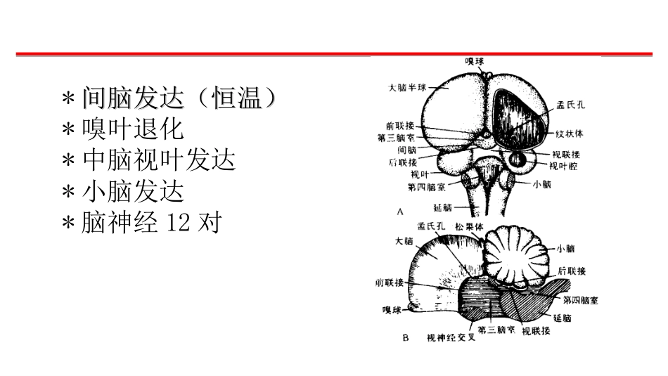 (23)--8-鸟类的神经系统和感觉器官_第2页