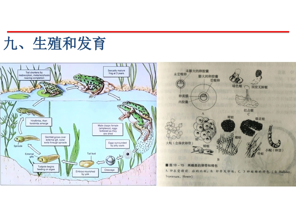 (26)--两栖五脊椎动物学_第1页