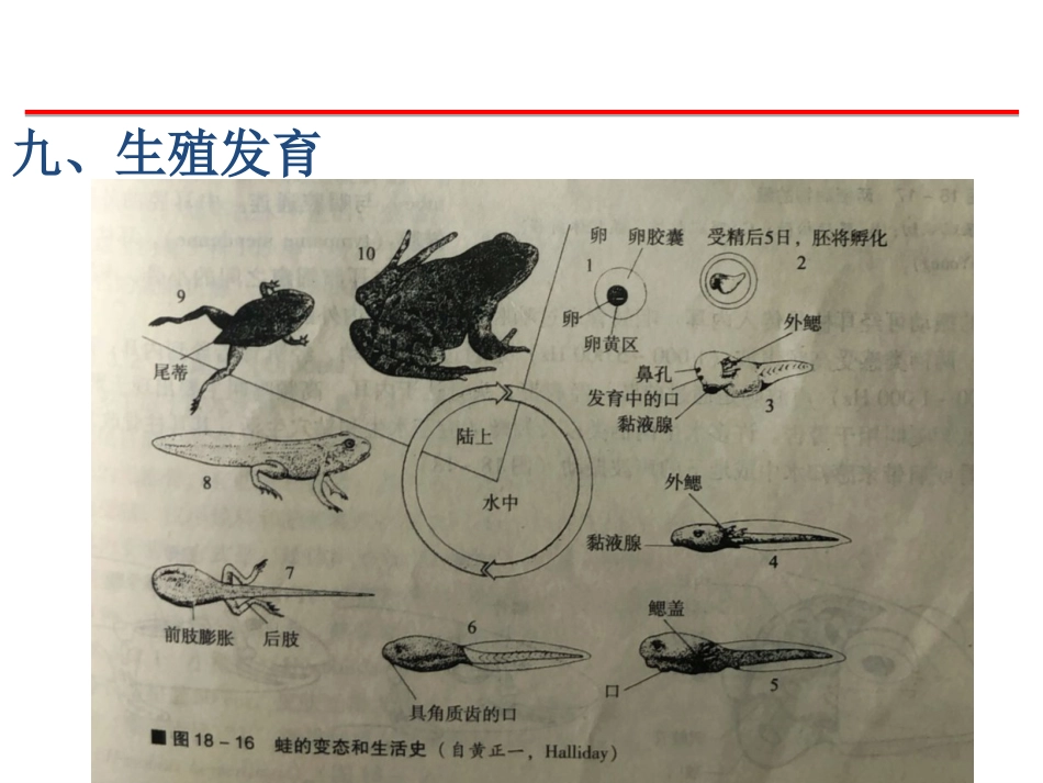 (26)--两栖五脊椎动物学_第2页