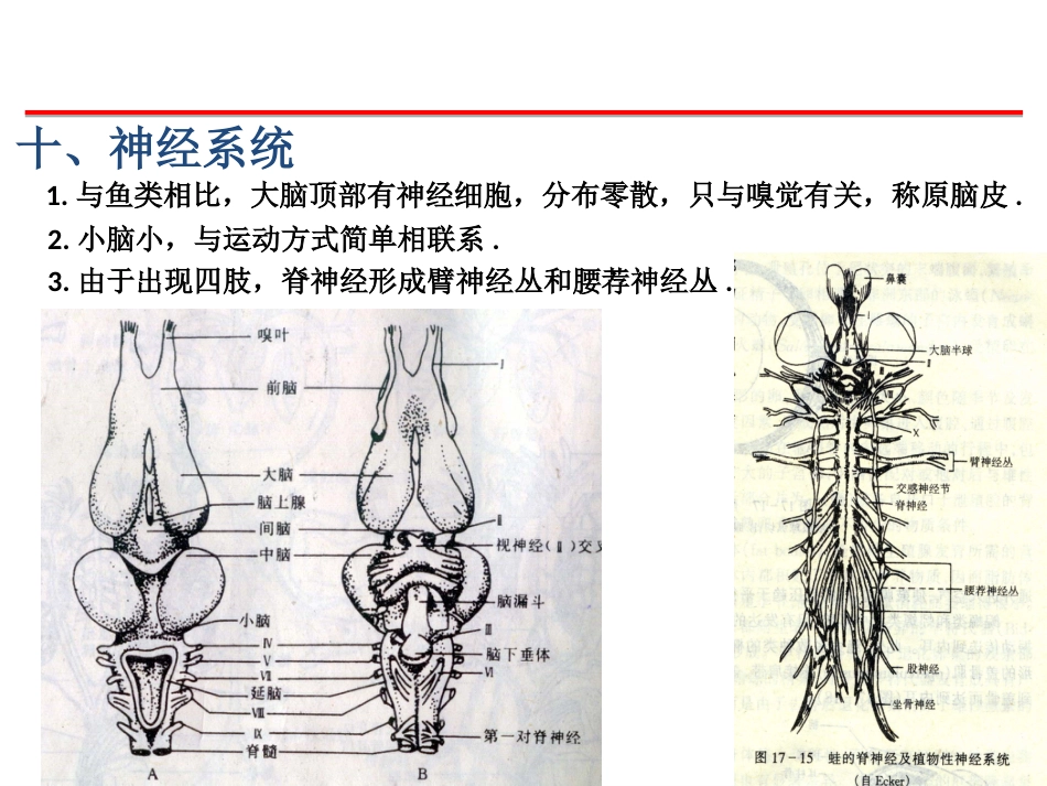 (26)--两栖五脊椎动物学_第3页