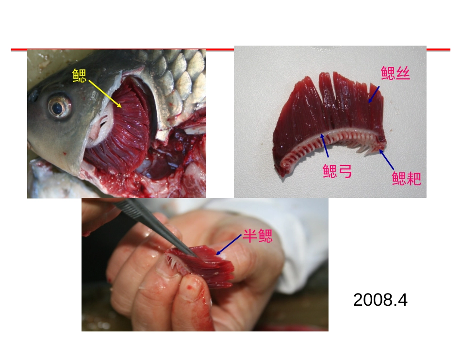 (33)--呼吸系统脊椎动物学_第3页