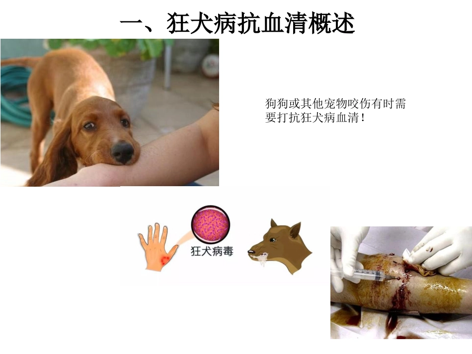 (35)--5-6解读狂犬病抗血清_第2页