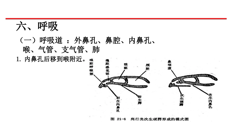 (35)--呼吸系统脊椎动物学_第1页