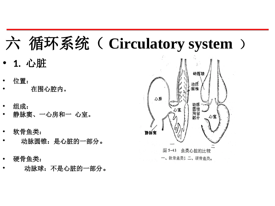 (38)--循化系统脊椎动物学_第2页