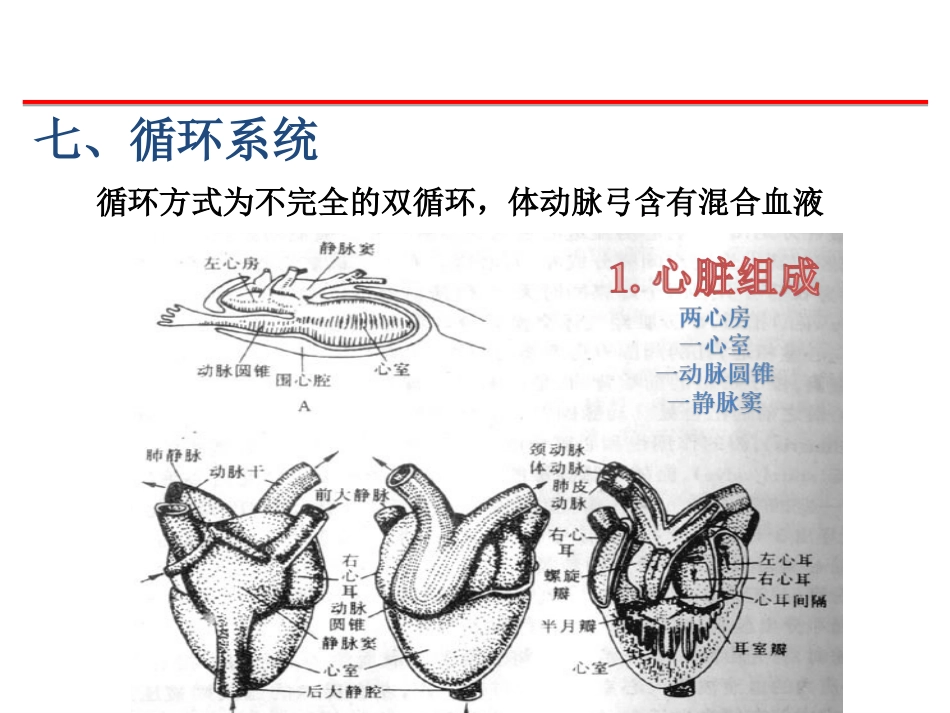 (39)--循环、泌尿脊椎动物学_第1页