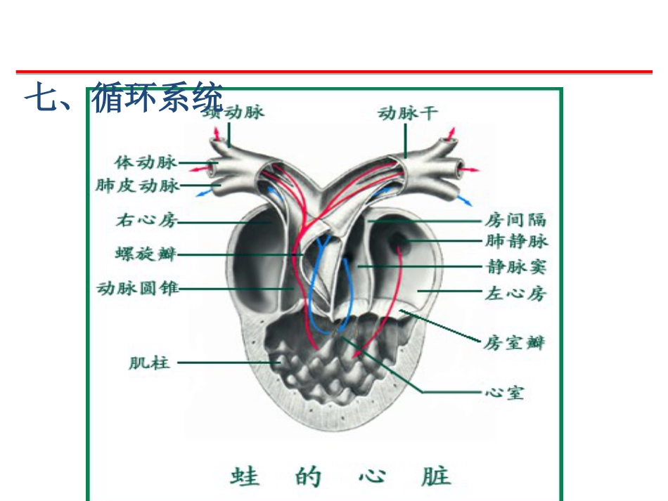 (39)--循环、泌尿脊椎动物学_第2页