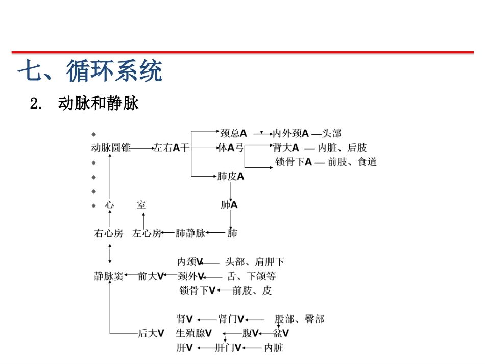 (39)--循环、泌尿脊椎动物学_第3页