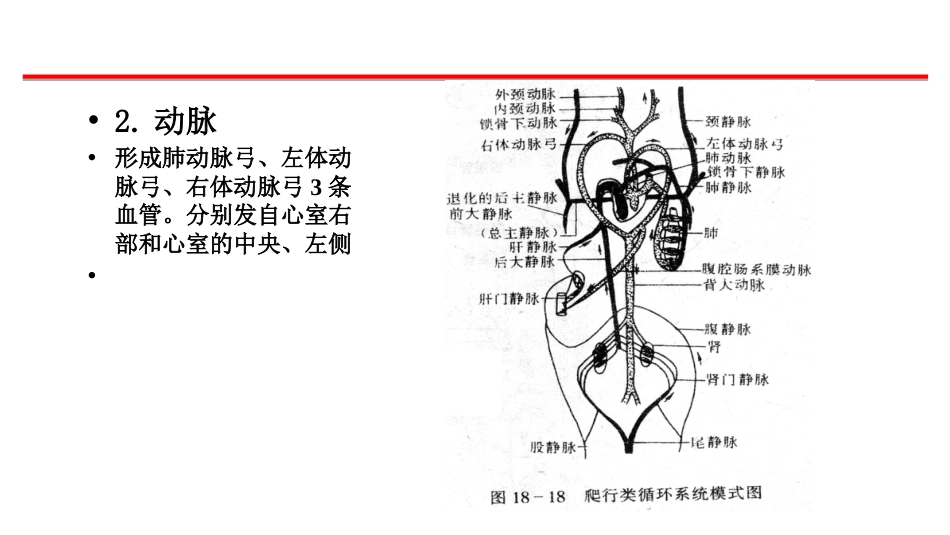 (40)--循环系统脊椎动物学_第2页