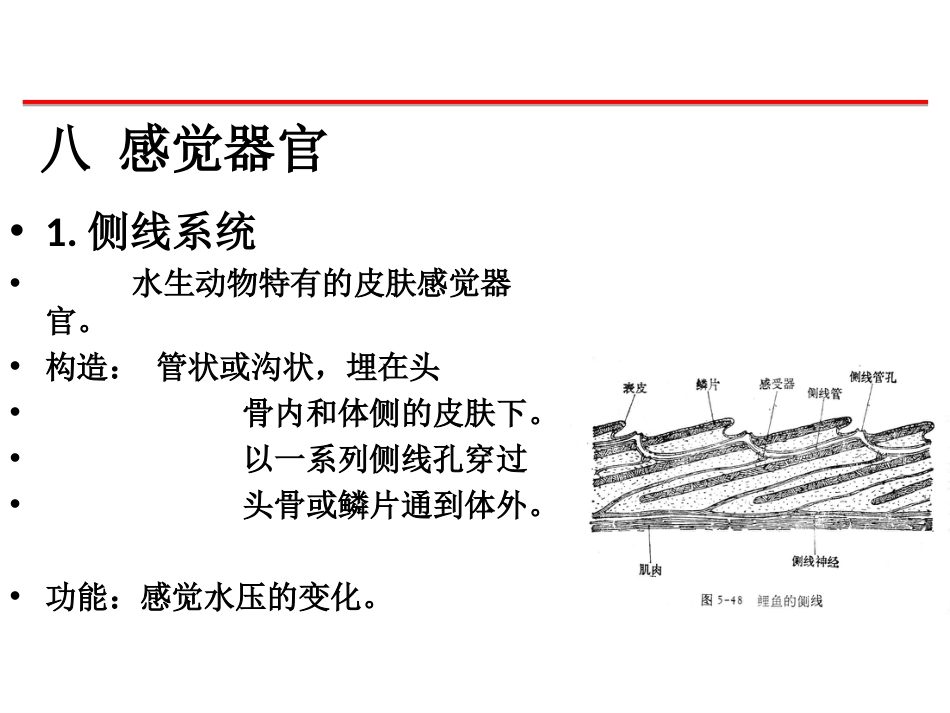 (41)--感觉器官脊椎动物学_第1页