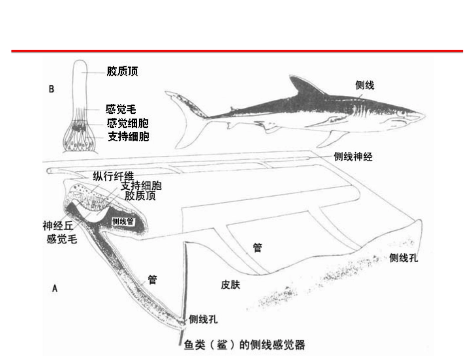 (41)--感觉器官脊椎动物学_第2页