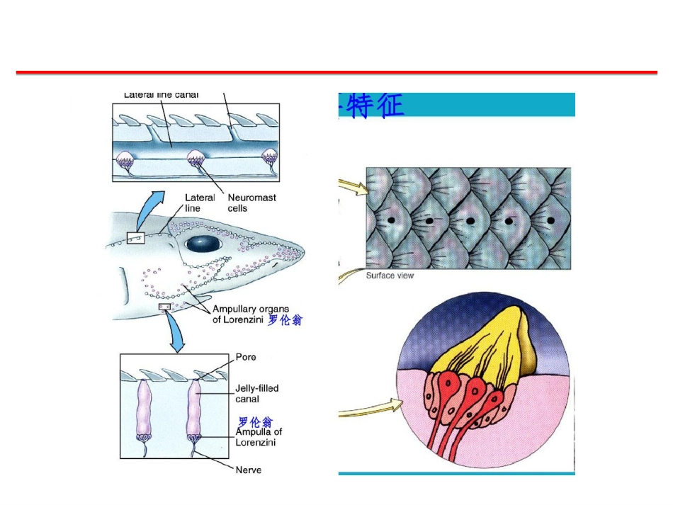 (41)--感觉器官脊椎动物学_第3页