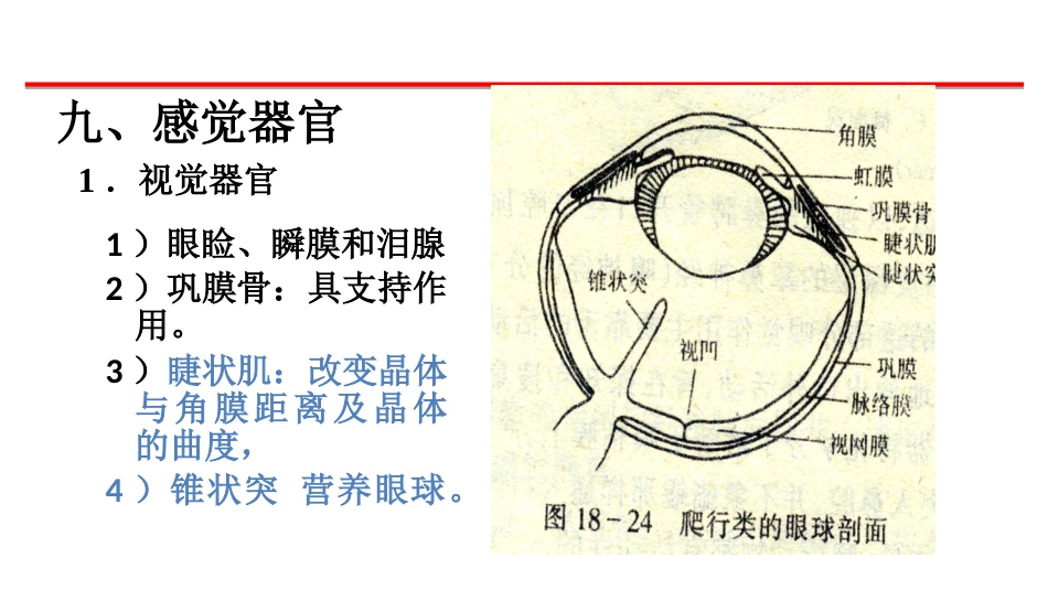 (42)--感觉器官脊椎动物学_第1页