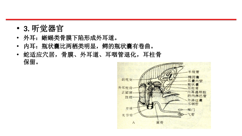 (42)--感觉器官脊椎动物学_第3页